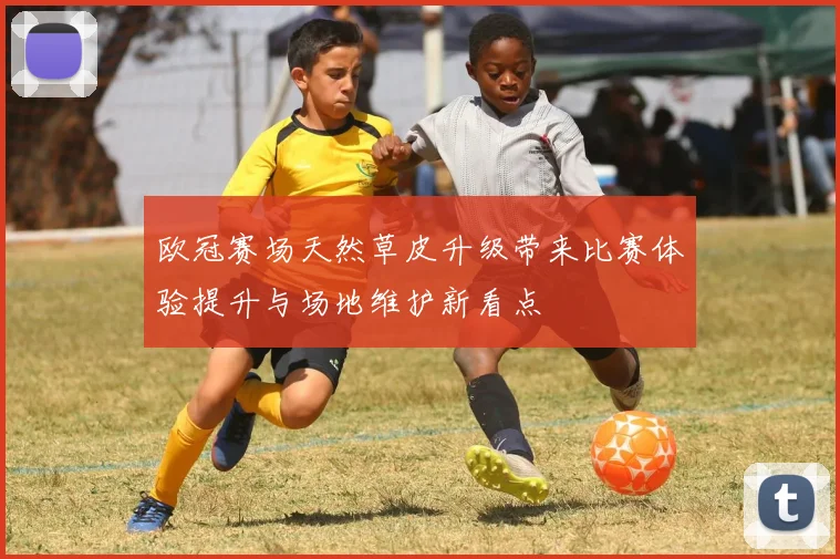 欧冠赛场天然草皮升级带来比赛体验提升与场地维护新看点